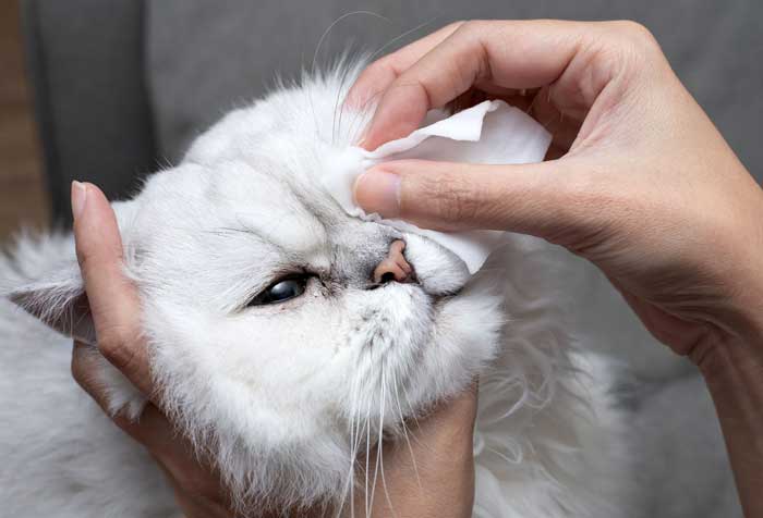 درمان بیماری کلسی گربه